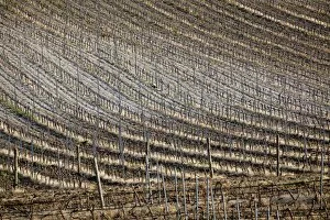 Images Dated 26th March 2012: Vineyard near Marsala, Sicily, Italy