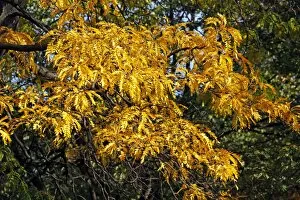 Autumn Collection: Yellow leaves on trees in during the Fall season of Autumn