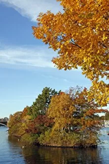Images Dated 17th October 2012: Yellow leaves on trees in during the Fall season of Autumn