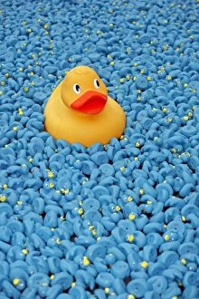 Trending: Yellow Rubber Duck and blue ducks at Great British Duck Race
