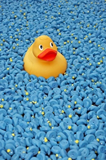 Yellow Rubber Duck and blue ducks at Great British Duck Race Yellow Rubber Duck and blue ducks at Great British Duck Race